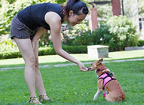 RC Pet Products Cirque Soft Walking Step-in Dog Harness, Medium, Tan Tartan - BeesActive Australia