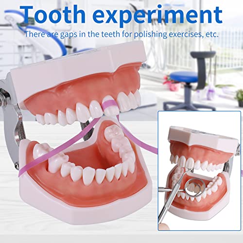 Typodont Teeth Model - Removable Tooth Teach Practice Model Teaching Study Typodont Demonstration Model Come with a Small Screwdriver 28 teeth