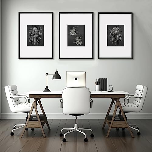 Gnosis Picture Archive Anatomy of Hand Bones Medical Educational Set of 3 Unframed Art Prints Orthopedic Office Decor