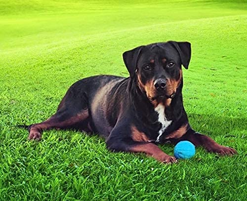 Pet Qwerks Talking Babble Ball - Interactive Chew Dog Toy - Large - BeesActive Australia