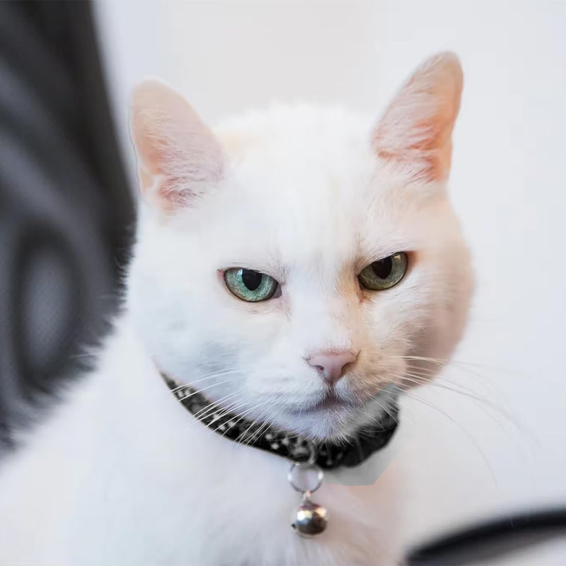 ZXUPOI Reflective Cat Collar with Safety Clasp and Bell 2-Piece Adjustable Collar Cat Kitten 19-32cm Black - BeesActive Australia
