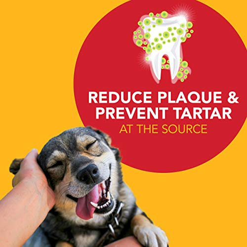 Petrodex Toothpaste for Dogs & Puppies, Cleans Teeth and Fights Bad Breath, Reduces Plaque and_Tartar Formation, Enzymatic Toothpaste, Peanut Flavor, 2.5oz (Pack of 2) 2.5 Ounce (Pack of 2)