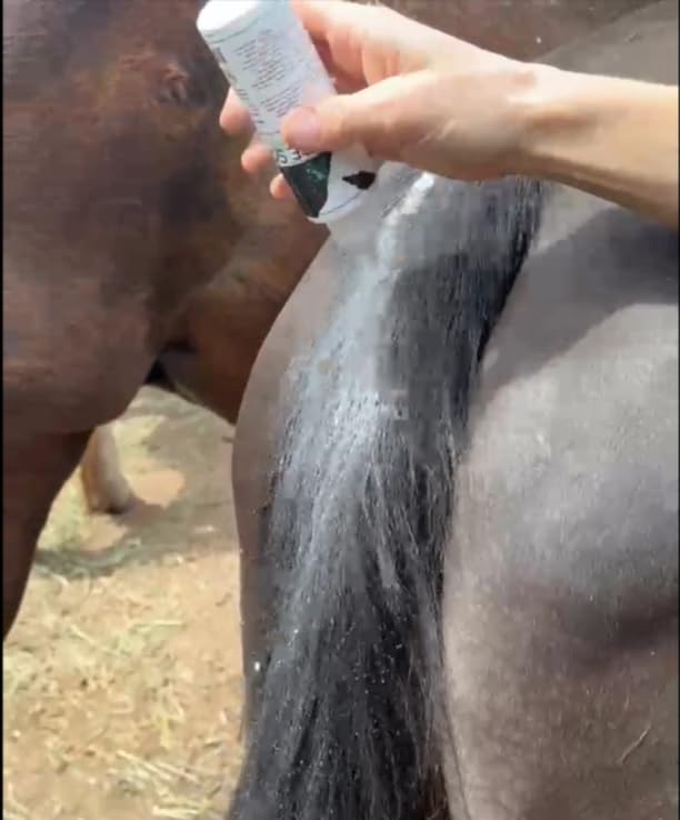 Thrush Dry Powder Treatment for Horses Thrush Dust - an All Natural Powder for Thrush Treatment 4 oz. - BeesActive Australia