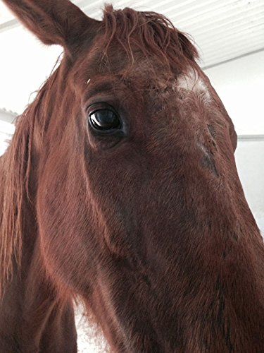Horse Wound Lotion | Anti Bacterial/Anti Fungal | Healing, Soothing & Penetrating Formula | 8 oz Bottle - BeesActive Australia