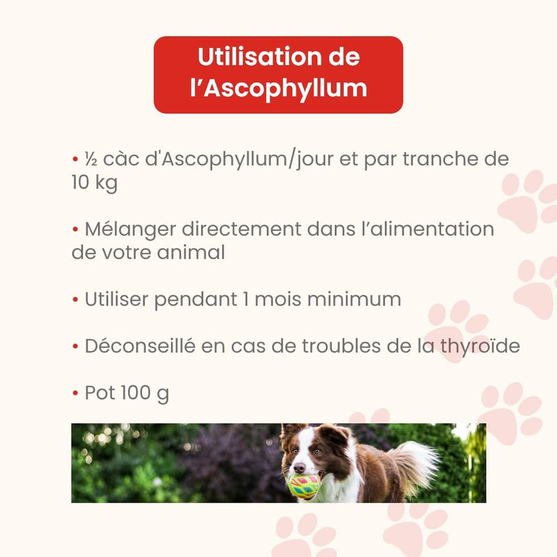 Ascophyllum nodosum Powder for Dogs and Cats - Oral Hygiene - Reduces Dental Plaque and Tartar, Prevents Bad Breath - 100g Pot - Developed in France