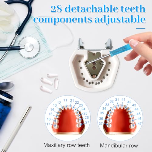 Dental Teaching Model with Training Teeth for Students and Professionals - Detachable Resin Teeth with Soft Gums, Dental Practice Tool with Screwdriver - Ideal for Dental Education, and Demonstrations