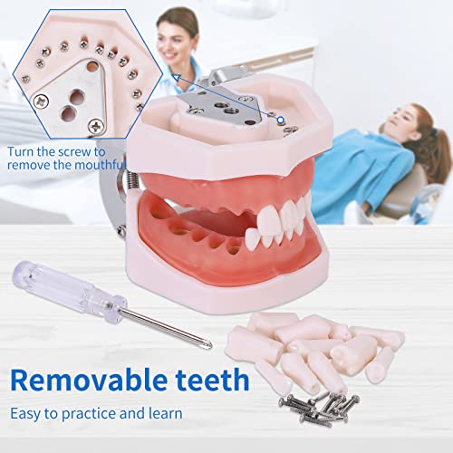 Typodont Teeth Model - Removable Tooth Teach Practice Model Teaching Study Typodont Demonstration Model Come with a Small Screwdriver 28 teeth