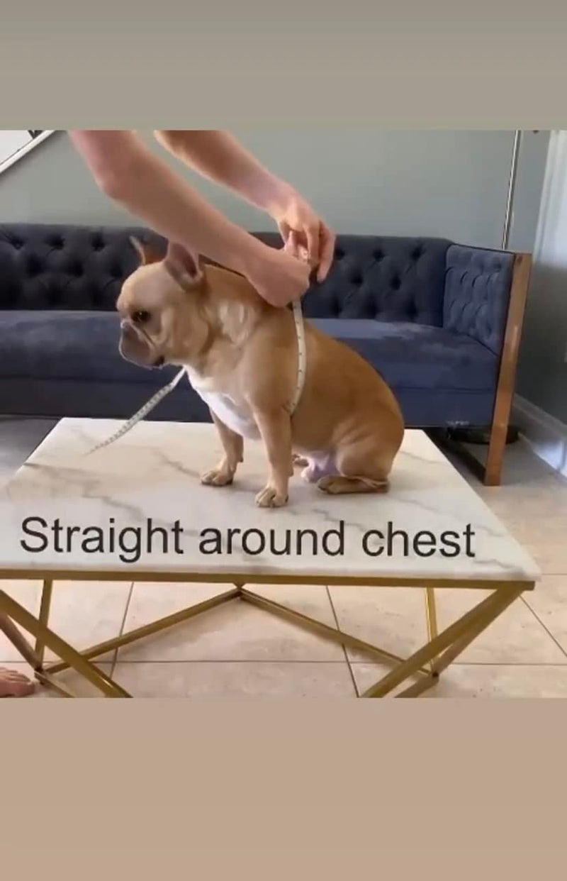 BULLHUG Harness – Made for Larger Chested Dogs Like English Bulldogs, French Bulldogs, Pugs & More. Stops Dogs from Pulling & Choking on Walks (NEON Orange, Medium) NEON ORANGE Medium - (Neck: 16" - 21" Chest: 25" - 30") - BeesActive Australia