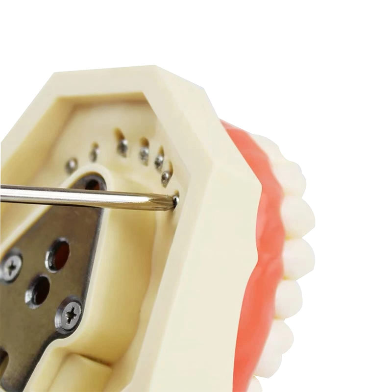 TM-021 Dental Typodont Teeth Model Completely Detachable Teaching Study Tools Typodont Articulated Anatomy Teeth Model 28 Removable Teeth, with a Small Screwdriver TM-021(28 removable teeth) - BeesActive Australia