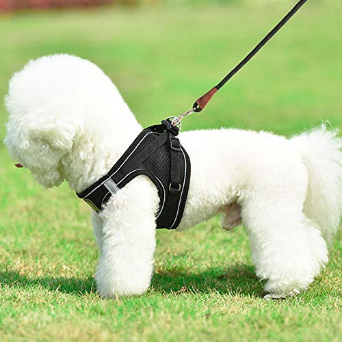 Small Dog Leash, 1/4" by 6/8/10 FT Lightweight Strong Nylon Rope Leash, Bright Classic Leash for Small Pets/Puppy/Cat (10ft, Black) 1/4" x 10' - BeesActive Australia