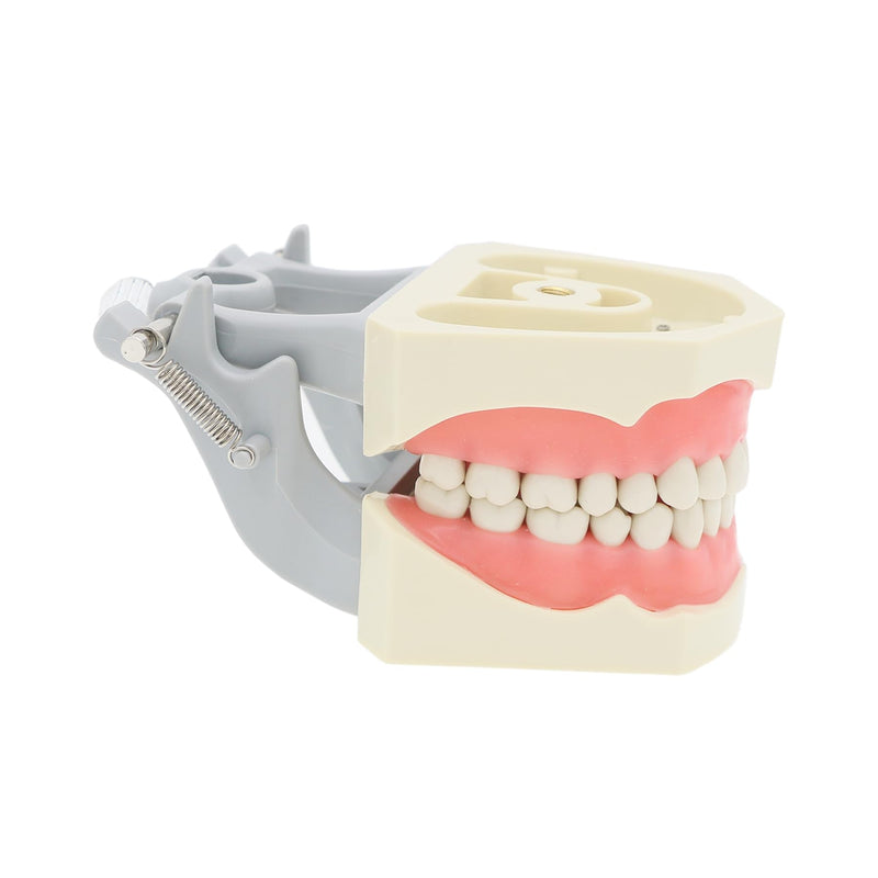 Dental Columbia 860 Type 32 Pcs Removeable Teeth Typodont Exam Restorative Model M8030 (M8030)