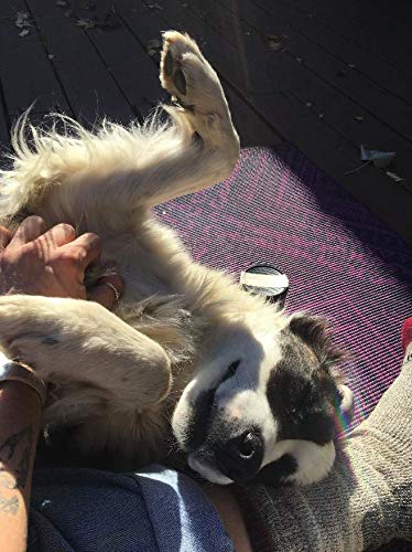 iCalmPet | Through a Dog's Ear: Calm Your Puppy | Micro SD Card | 3-hrs | Early Treatment of Noise Phobias and Sound sensitivities in Younger Canines - PawsPlanet Australia