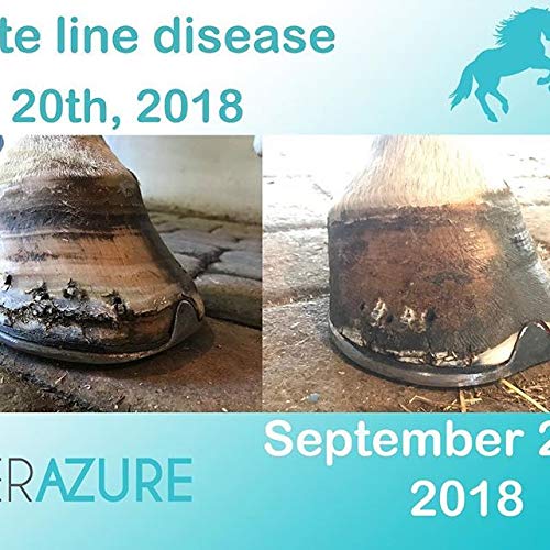 *New Heat Resistant Formula* Horse Hoof Thrush Treatment Clay and White Line Equine Care: Effective on Horses, Cows, Goats, Sheep, Pigs and All Hooved Animals-7lb Bucket 25 oz - BeesActive Australia