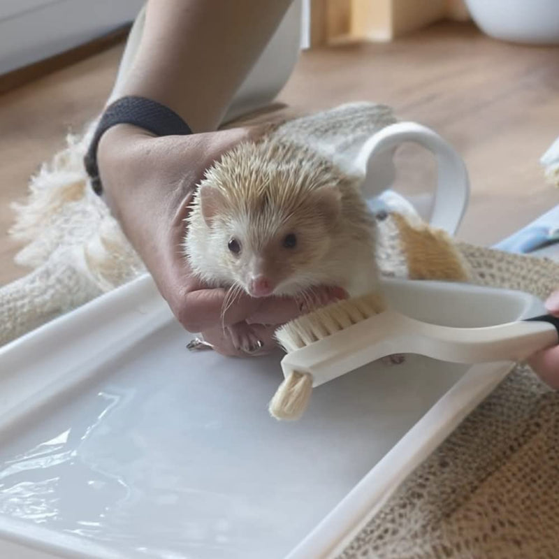 Snout and Shell Hedgehog Bath Supplies Kit - Soft Goat Hair Cleaning Brush - Perfect Hedgehog Grooming, Hygiene, and Care Essentials - Gentle Pet Bath Brush for Small Animals - BeesActive Australia
