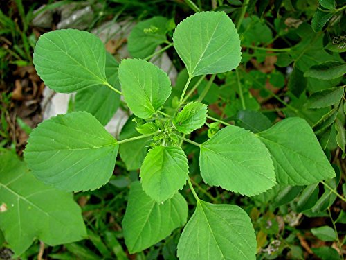 FOODHERBS Kuppaimeni Powder | Natural Facial Hair Removal | 200 Gm/0.44 Lbs | Clear Skin | Acalypha Indica | Harita Manjari - BeesActive Australia