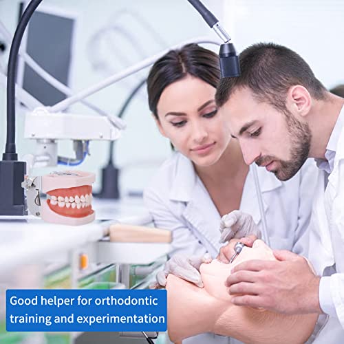Typodont Teeth Model - Removable Tooth Teach Practice Model Teaching Study Typodont Demonstration Model Come with a Small Screwdriver 28 teeth