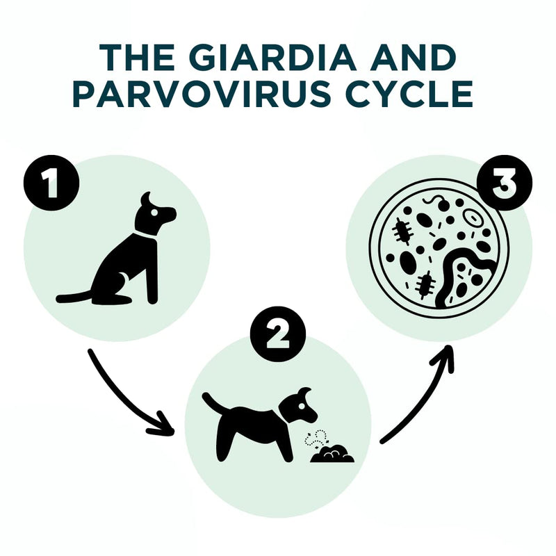 2 Accudoctor Giardia Rapid Test + Parvovirus Rapid Test CPV for Dogs Canine Parvovirus Parvoviruses Giardia Veterinary Health Giardia Rapid Test Parvovirus Dog Dog Worms Worm Diarrhea - BeesActive Australia