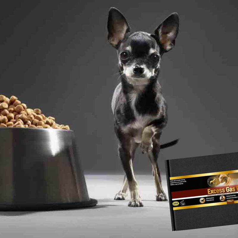 flatulence relief for dogs natural remedy to cure dog wind farts (Bacon flavour) Bacon flavour