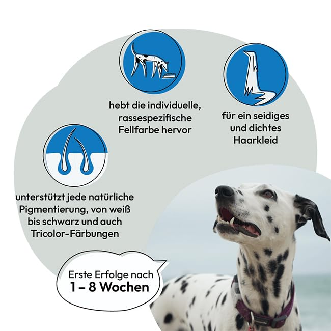 GRAY - the original - 100% pure seaweed flour, for fur pigmentation, for thick & shiny fur, pack of 1 (1 x 400 g), supplementary food for dogs & cats - BeesActive Australia