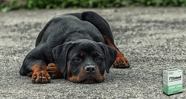 Extend Joint Care for Dogs - BeesActive Australia