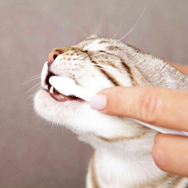 TRIXIE Dental Care Set for Cats | Double pack | 2 x 50g | For dental care in cats | Includes cheese flavored toothpaste and two toothbrushes with THREE different heads - BeesActive Australia