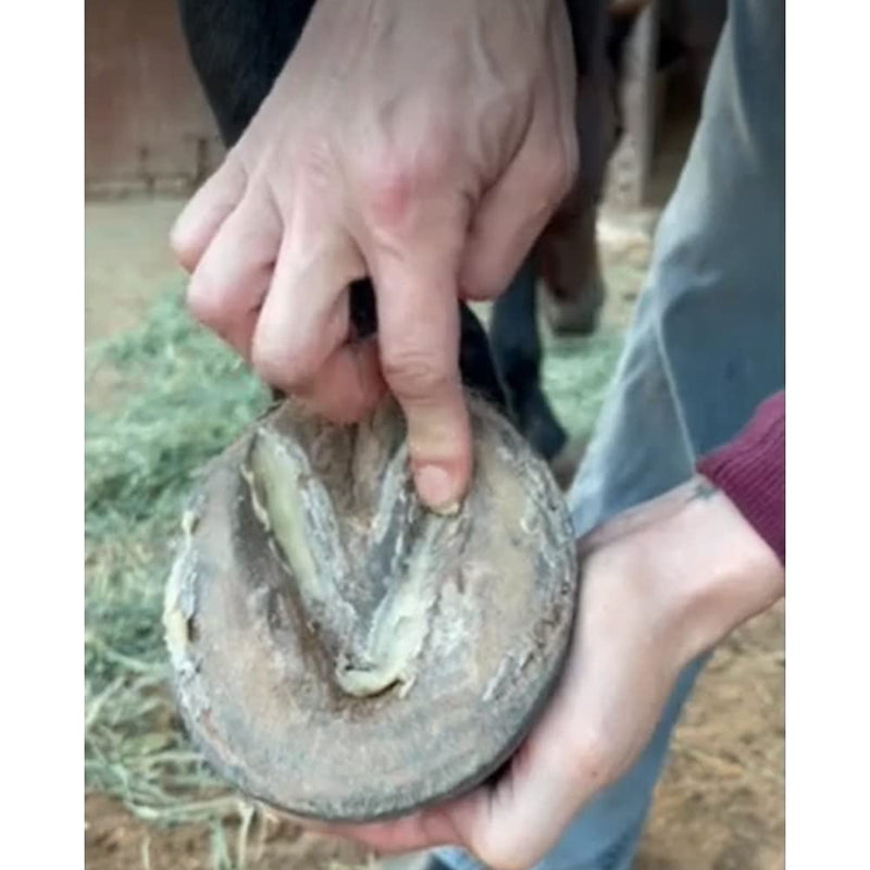 Hoof Wax - Hoof Putty Wax That Helps Heal and Protect Your Horse's Hooves - Perfect for Horse Hoof Wall Separation, Cracks, Crevices and White Line - 7 oz. tin - BeesActive Australia