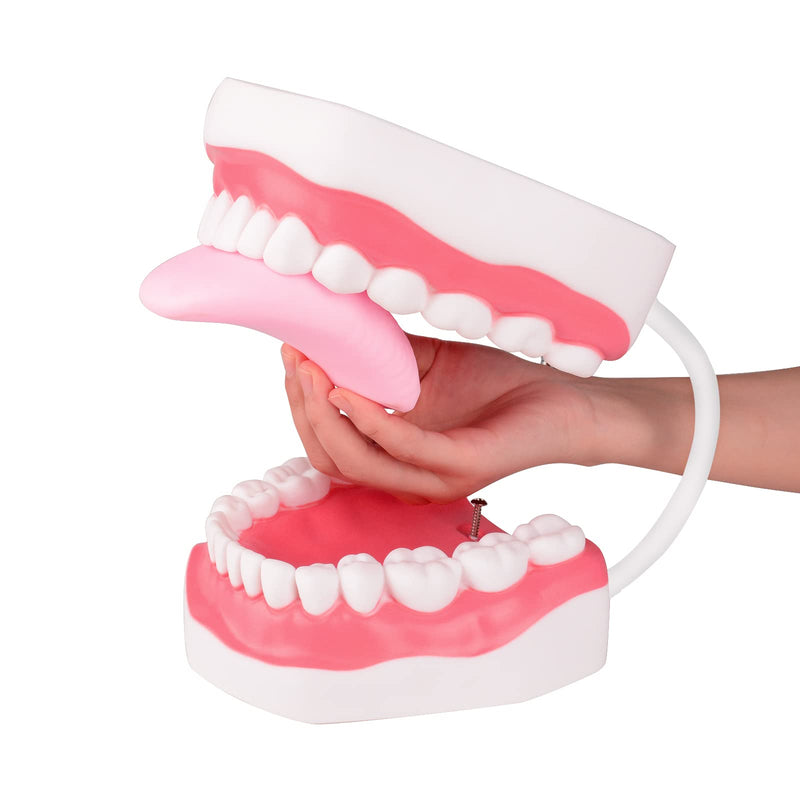 Ultrassist Mouth Model White Hinge for Speech Therapy, Ideal Brushing Teaching Dental Teeth Model for Kids and Children, 6 Times Enlarge, Includes Toothbrush - BeesActive Australia