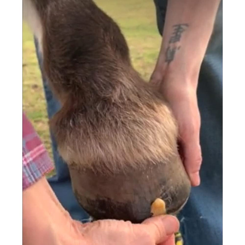 Hoof Wax - Hoof Putty Wax That Helps Heal and Protect Your Horse's Hooves - Perfect for Horse Hoof Wall Separation, Cracks, Crevices and White Line - 7 oz. tin - BeesActive Australia
