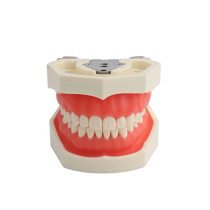 TM-021 Dental Typodont Teeth Model Completely Detachable Teaching Study Tools Typodont Articulated Anatomy Teeth Model 28 Removable Teeth, with a Small Screwdriver TM-021(28 removable teeth) - BeesActive Australia