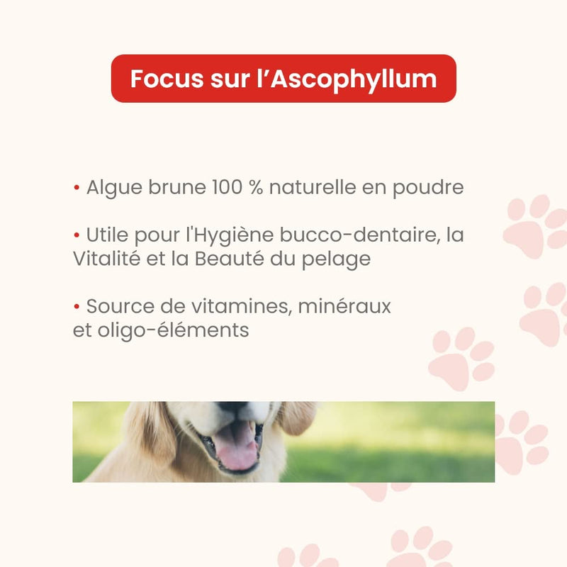 Ascophyllum nodosum Powder for Dogs and Cats - Oral Hygiene - Reduces Dental Plaque and Tartar, Prevents Bad Breath - 100g Pot - Developed in France