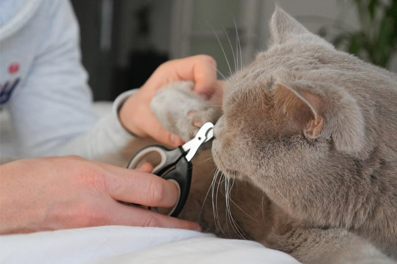LEO LÖWENKATZ claw scissors for cats. These high quality beginner claw scissors have been specially designed for easy use to safely trim cat claws - BeesActive Australia