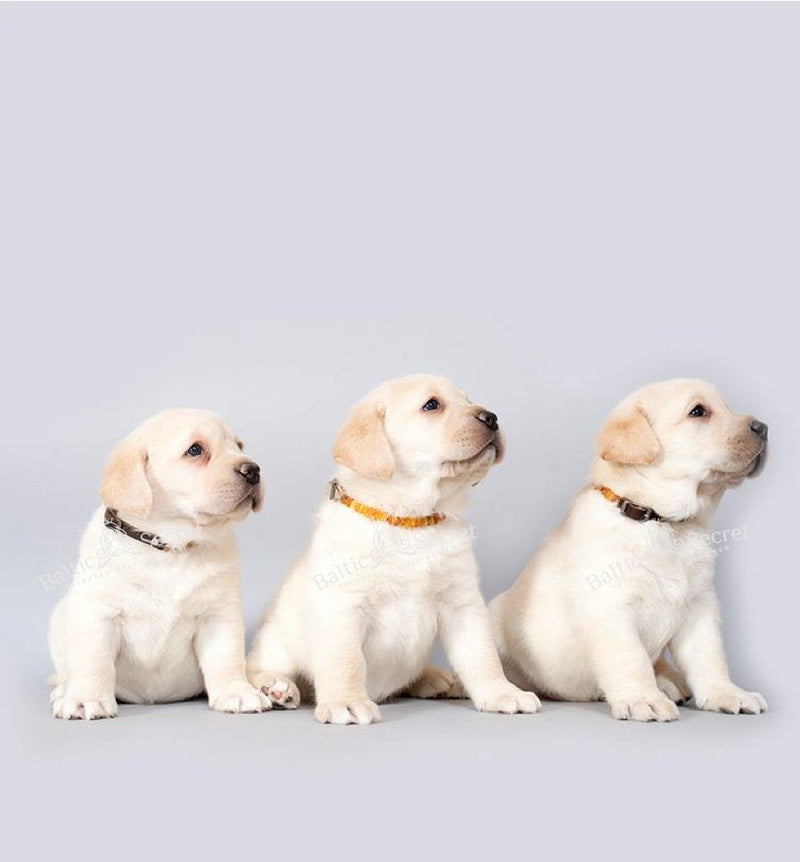 Amber necklace dog | Adjustable amber collar for dogs & cats with leather strap | Dog collar 55-60 - BeesActive Australia