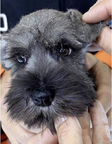 BEAUTY EAR GLUE