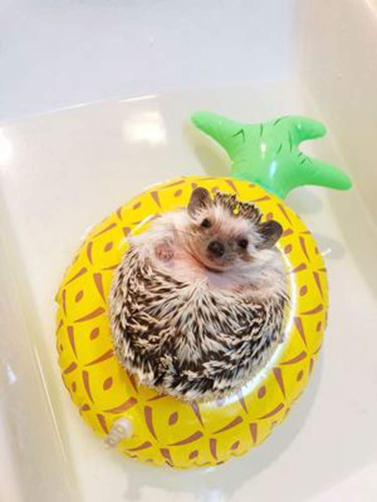 6 Pcs Small Animal Inflatable Float Toy Swimming Ring with Air Pump Bath Collar Ring for Ferret Lizard Hedgehog Hamster Squirrel Tortoise Water Beach Pool Cage Accessories Photo Shoot Toy Pet Supplies - BeesActive Australia