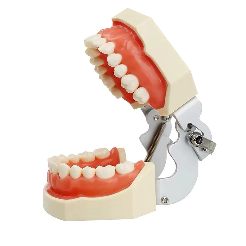 TM-021 Dental Typodont Teeth Model Completely Detachable Teaching Study Tools Typodont Articulated Anatomy Teeth Model 28 Removable Teeth, with a Small Screwdriver TM-021(28 removable teeth) - BeesActive Australia