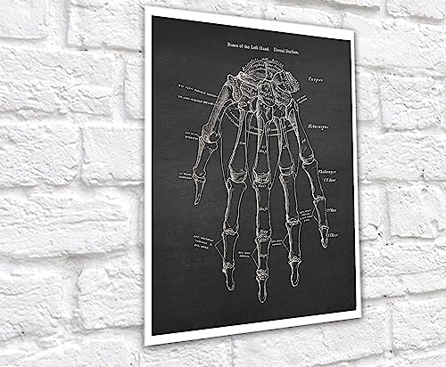 Gnosis Picture Archive Anatomy of Hand Bones Medical Educational Set of 3 Unframed Art Prints Orthopedic Office Decor