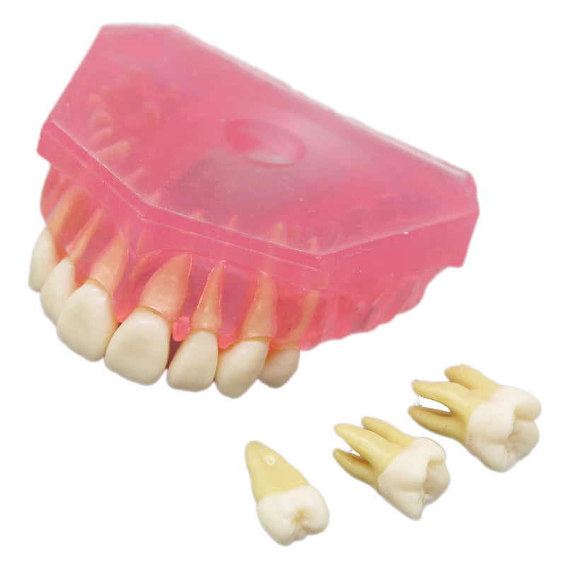 Dental Demonstration Teeth Model - Standard Study Teaching Dental Mode with All Removable Teeth #4004 Silica Gel Material Soft and Bendable Teeth Typodonts - BeesActive Australia