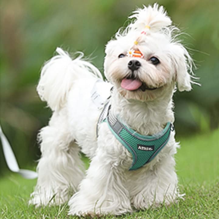 AIITLE Anti-Pull Dog Harness, Adjustable Dog Harness with Padded Vest, Easy to Wear for Small to Medium Dogs, Turquoise S - BeesActive Australia