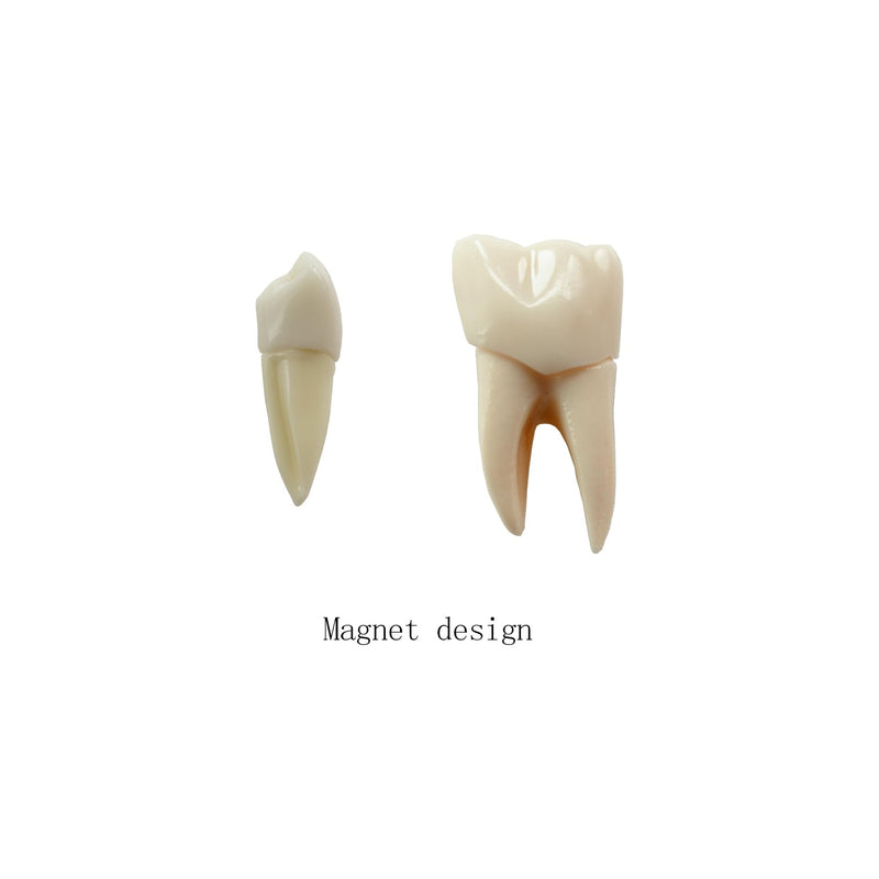 4X Dental Implant Demo Model
