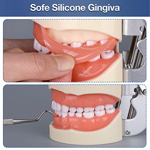 Ultrassist Typodont Teeth Model with 32 Detachable Teeth for Dental Hygiene Students, Suitable for Teaching, Practice and Study, with a Small Screwdriver