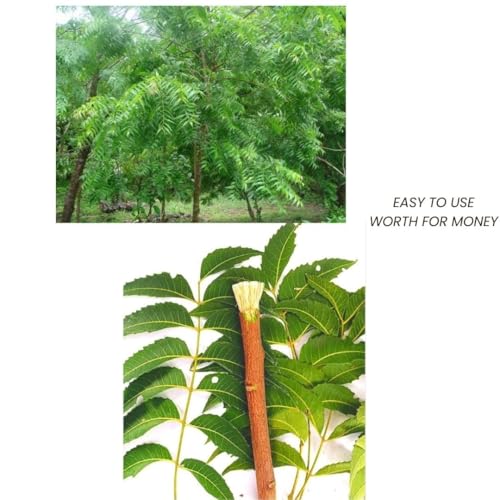Ayurvedic Neem Datun Sticks, Half Sun Dried Neem Twigs, Vacuum Packed Wooden Chew Sticks, Daily Use Brushing Alternative, 6-8 Inch, Pack of 10 & 1 Piece Free
