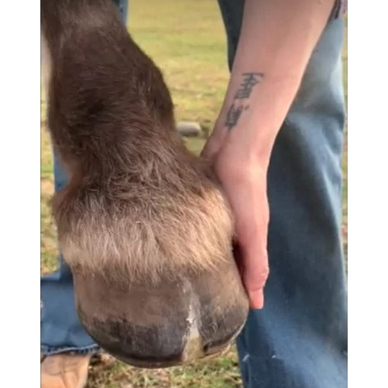 Hoof Wax - Hoof Putty Wax That Helps Heal and Protect Your Horse's Hooves - Perfect for Horse Hoof Wall Separation, Cracks, Crevices and White Line - 7 oz. tin - BeesActive Australia