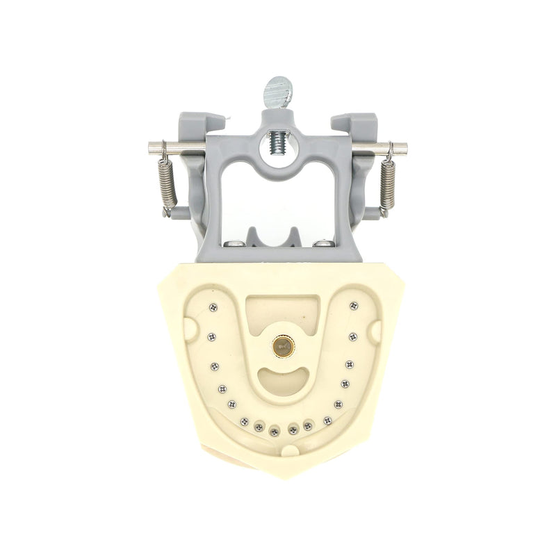 Dental Columbia 860 Type 32 Pcs Removeable Teeth Typodont Exam Restorative Model M8030 (M8030)