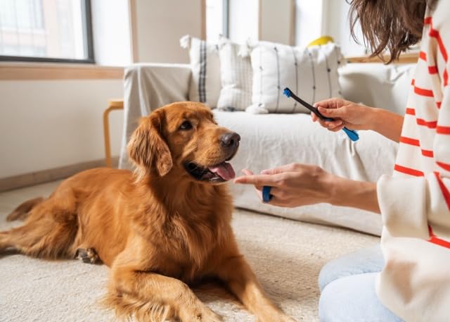 Doggy Breath to Doggy Fresh Dog Dental Care Kit Includes Enzymatic Toothpaste, Dual Brush Head Toothbrush with Angled Bristles and Blue Bite Block to Gently Keep Pets Jaw Open (Blue, Medium) - PawsPlanet Australia