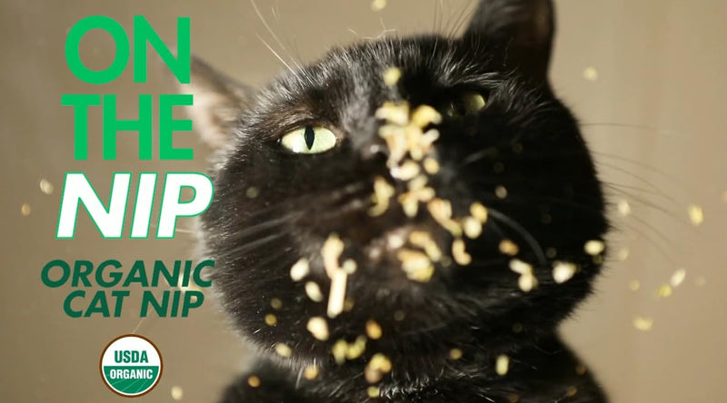 crait On The Nip Organic Catnip for Cats, Strong Catnip High Potency Catnip 1.5 Ounce Resealable Bag (2.5 Cups) Cat Nip USA Origin - BeesActive Australia
