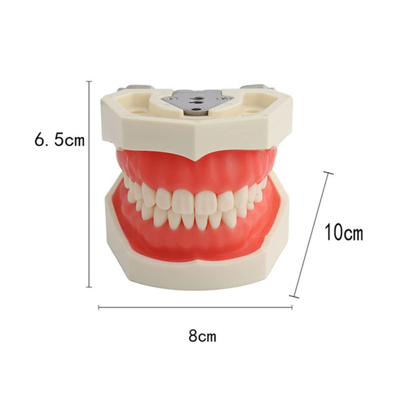 TM-021 Dental Typodont Teeth Model Completely Detachable Teaching Study Tools Typodont Articulated Anatomy Teeth Model 28 Removable Teeth, with a Small Screwdriver TM-021(28 removable teeth) - BeesActive Australia