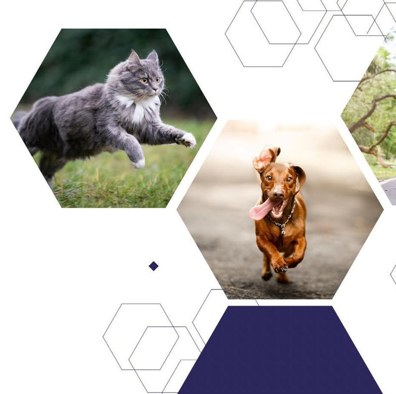 Cortaflex Working Dog Supplement Powder (90g). Joint Supplement for Working Dogs. Suitable for All Ages & Breeds. Contains Glucosamine, Chondroitin & Hyaluronic Acid For Joint Structure & Lubrication