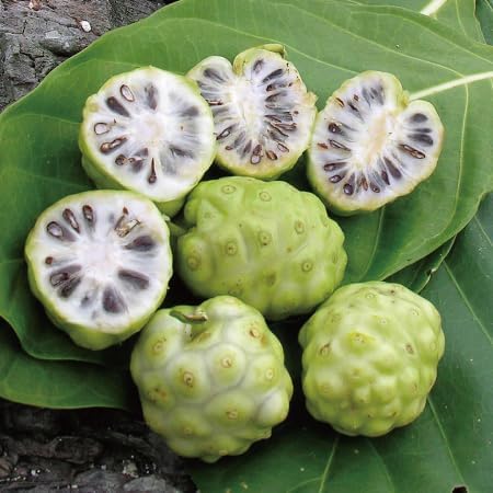 Nnakazen Miracle Noni 100% Noni Fruit, 24.3 fl oz (720 ml), Noni Juice, Aged Fermented, Noni Juice, Wild Noni, No Pesticides, No Fertilizer, Spocoletin - BeesActive Australia