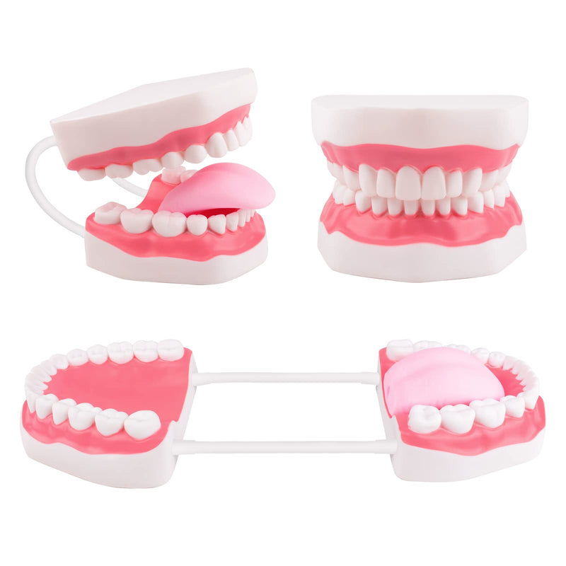 Ultrassist Mouth Model White Hinge for Speech Therapy, Ideal Brushing Teaching Dental Teeth Model for Kids and Children, 6 Times Enlarge, Includes Toothbrush - BeesActive Australia