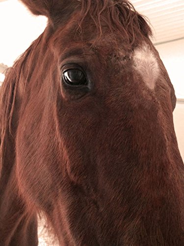 Horse Wound Lotion | Anti Bacterial/Anti Fungal | Healing, Soothing & Penetrating Formula | 8 oz Bottle - BeesActive Australia